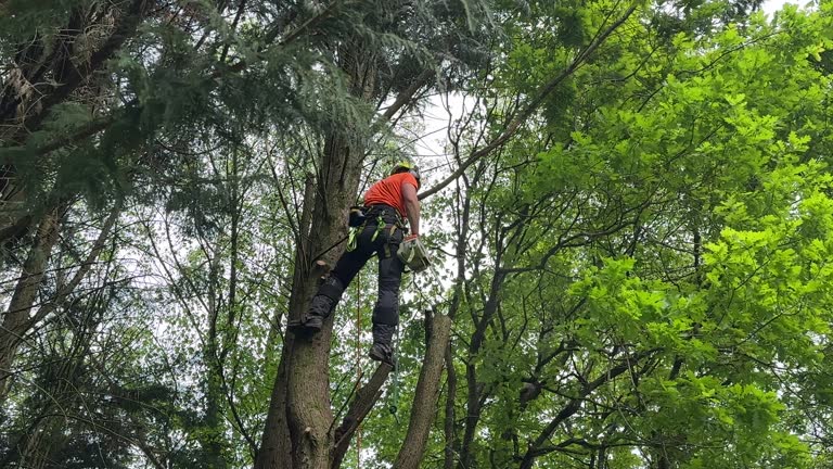 Best Tree Maintenance Programs  in Tehaleh, WA